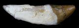 Archaeocete (Primitive Whale) Tooth - Basilosaur #36136-1